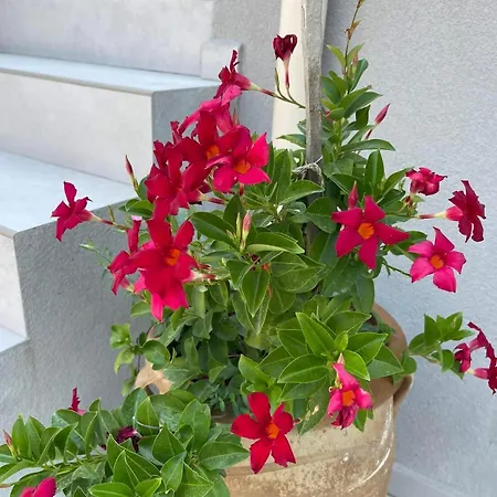 Rose Garden בית נופש Metaxáta