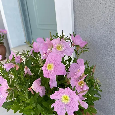 Σπίτι διακοπών Rose Garden *